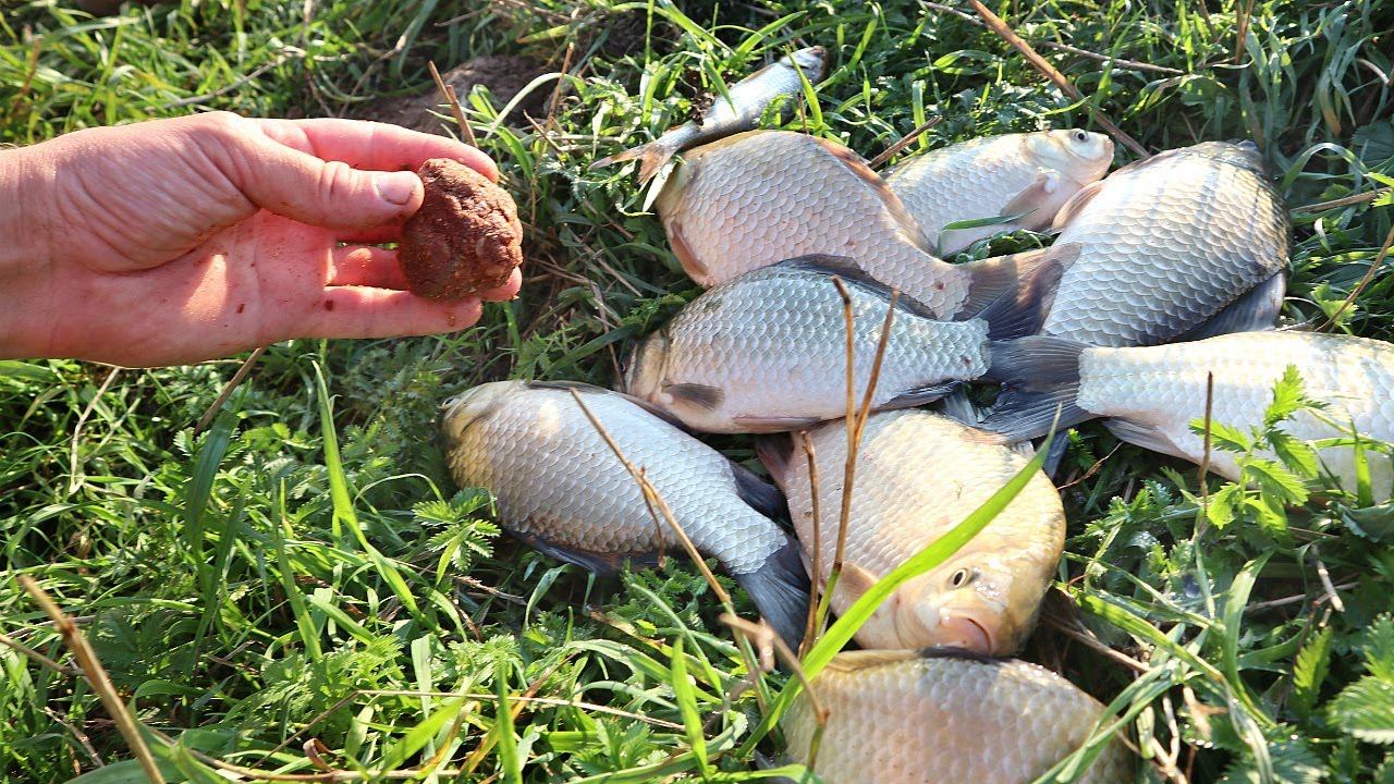 На эту осеннюю прикормку рыба плывет с другого берега! Работает по карасю и карпу в сентябре октябре смотреть онлайн