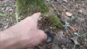 Грибы и ягоды Карелии