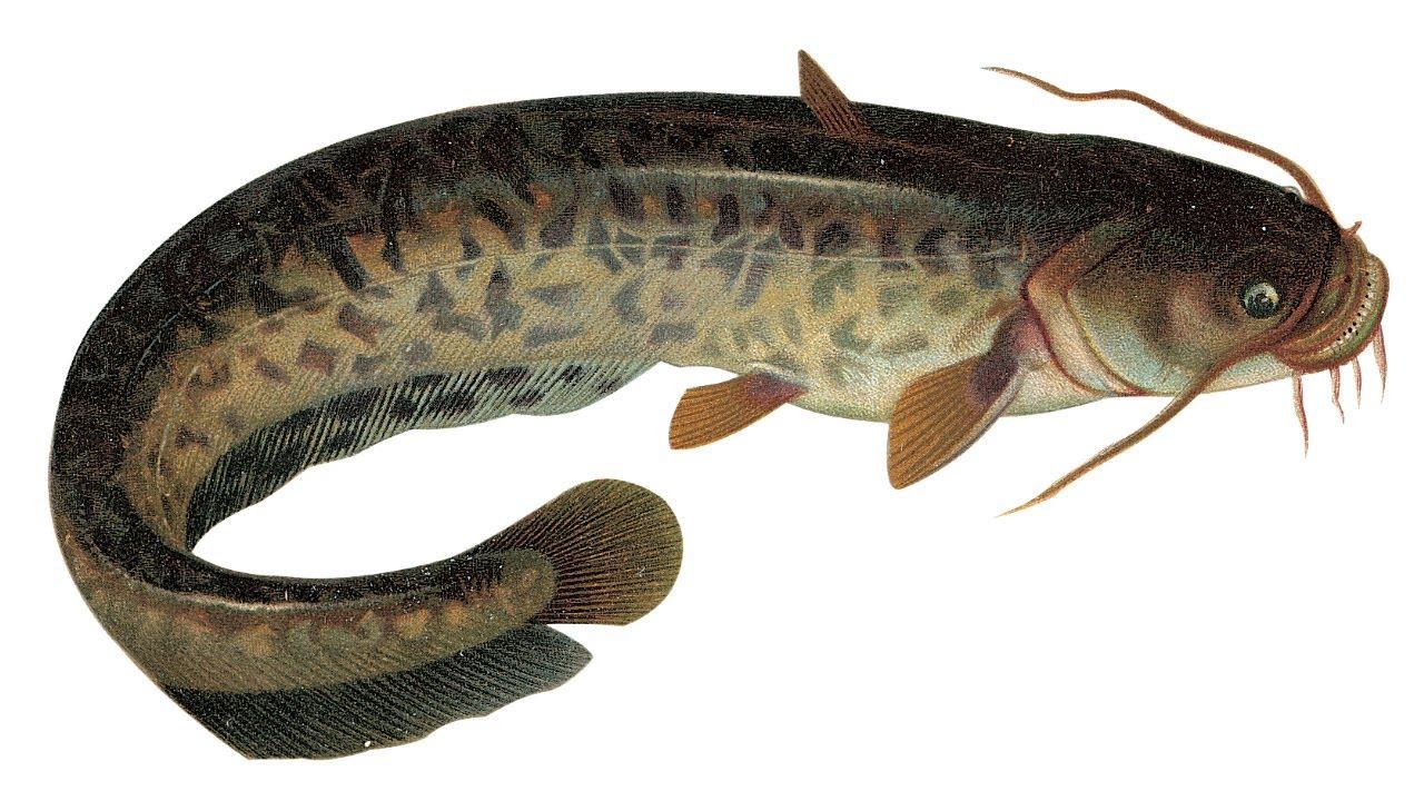 Как ловить сома 90 кг+? Как ловить крупного сома? Секреты ловли сома. смотреть онлайн