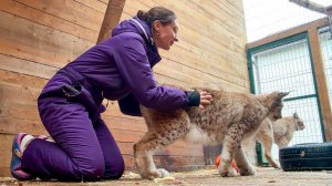 РЫСЬ МАРТИН ПРОТИВ СЪЕМОК / Котята мейн-куны выбрались поиграть