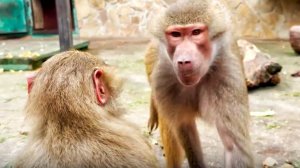 Напала! СХВАТИЛА Маню за шкирку и ПОТАЩИЛА! Люся совсем не ЗАБОТУШКА! Стёпа Маню ЗАЩИЩАЕТ! Гамадрилы