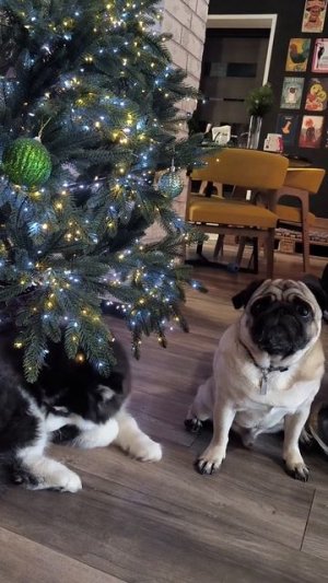 Раскрытие сумчатой тайны