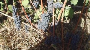 Сорт винограда Ливадийский чёрный!