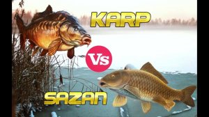 Чем отличается карп от сазана? Как отличить сазана от карпа?