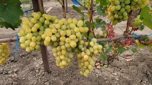 Сорт винограда РАТАТУЙ к-ш (США),ГФ винограда ДОЛЬЧЕ ВИ