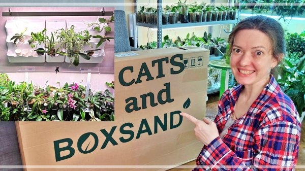 Фитомодули BOXSAND, фитолампы UNIEL и ТАЙМЕР. Что Пошло НЕ ТАК?