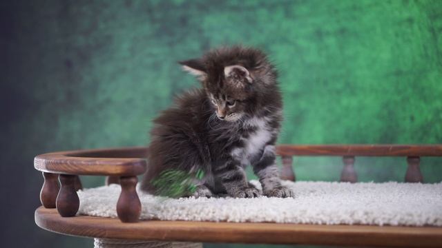 Tamerlan 1,5 месяца смотреть онлайн