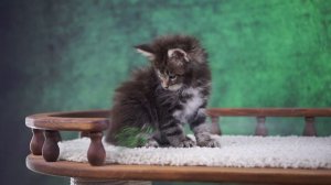 Tamerlan 1,5 месяца