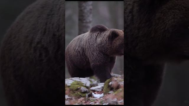 животные в природе.mp4 смотреть онлайн