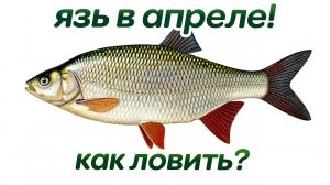 Как на что и где ловить язя в апреле? Секреты ловли язя весной в апреле!