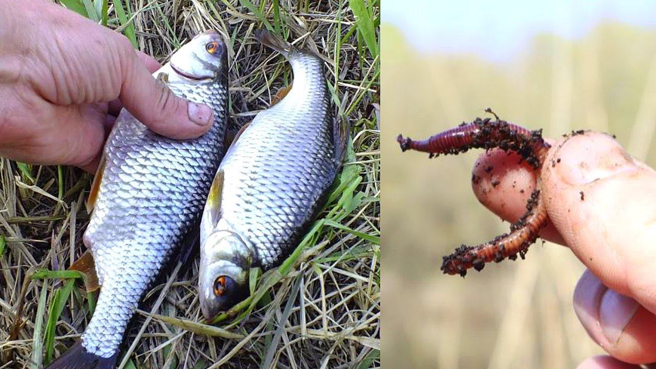 Ловля плотвы в апреле на поплавочную удочку от а до я. Советы весенним рыбакам. смотреть онлайн