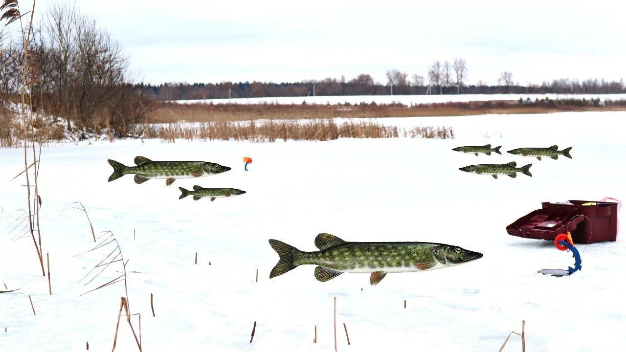 С этой информацией жерлицы срабатывают одна за одной! Где стоит щука в конце зимы в глухозимье? смотреть онлайн