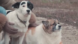 Выпуск #2 «Пора домой». Собаки из приюта всё ещё верят в людей