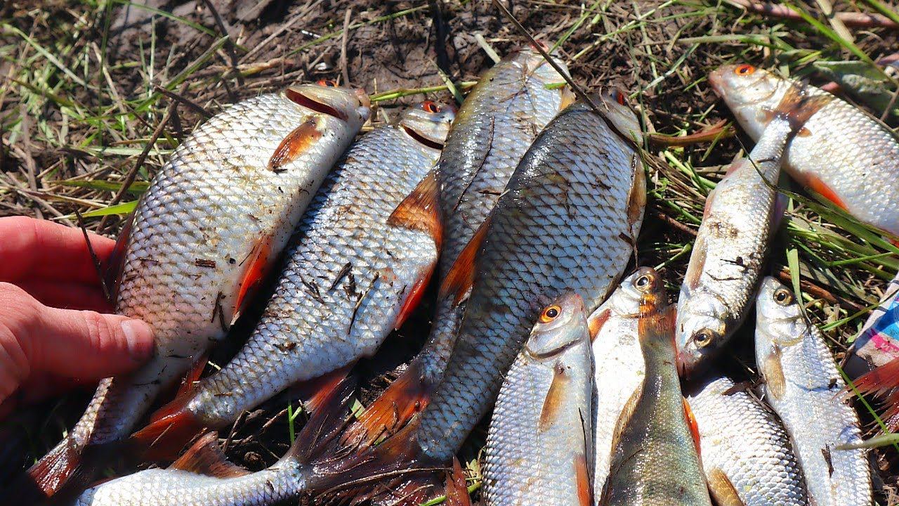 Несколько золотых правила ловли плотвы весной в апреле. Ловите так если хотите много рыбы смотреть онлайн