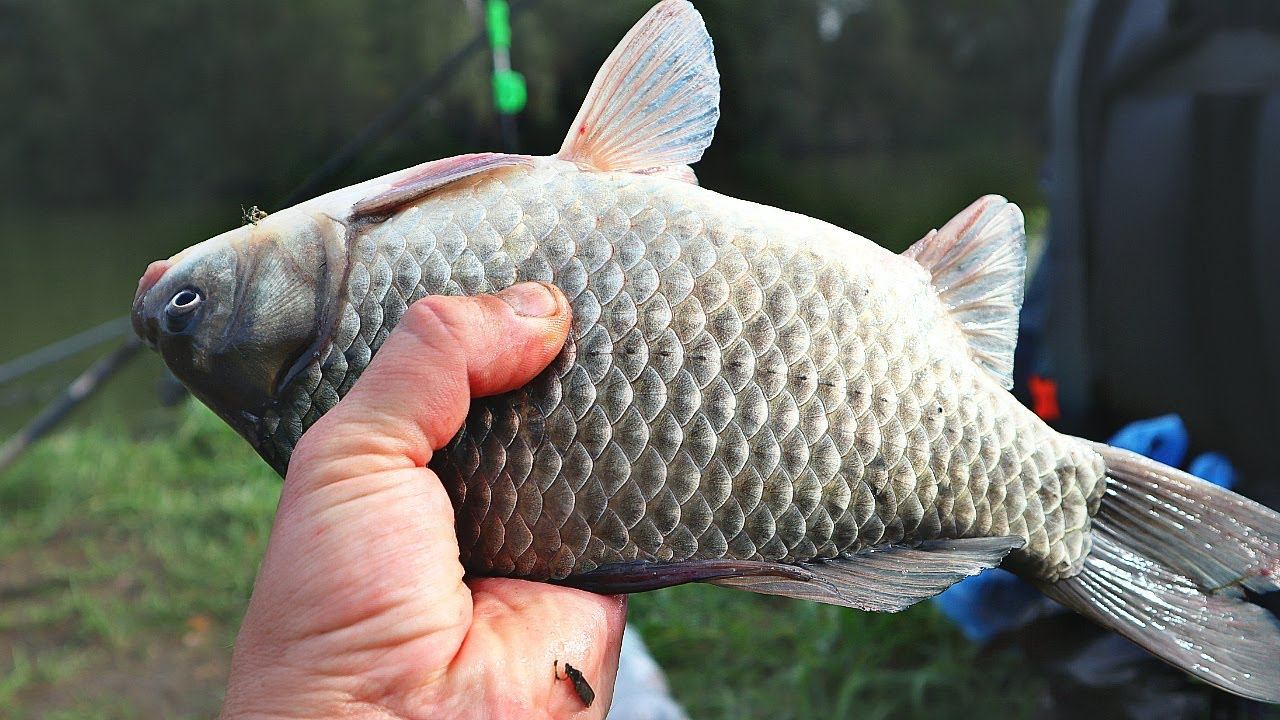 Где найти карася осенью когда вода начинает становиться холодной? Где искать карася осенью? смотреть онлайн