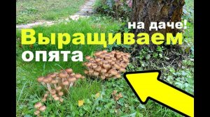 Как быстро вырастить на своей даче опята?