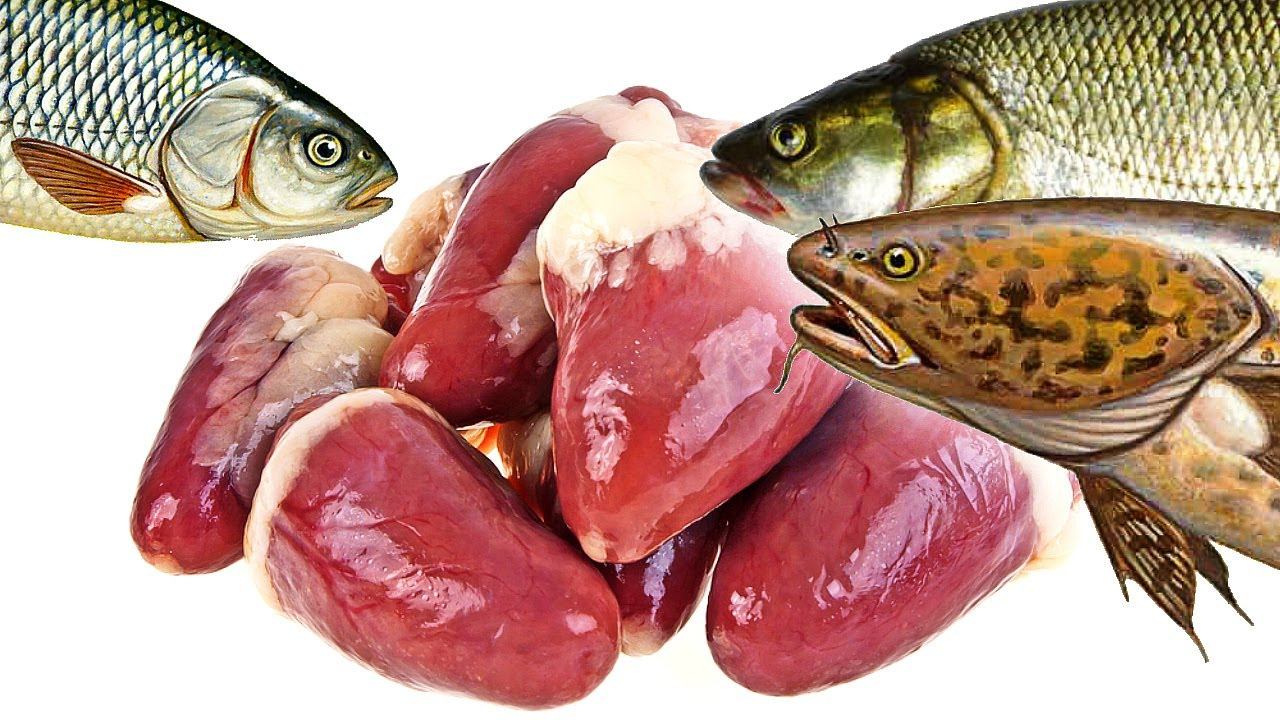 Какая вкуснятина для рыбы! На это клюет только крупняк! Какая рыба клюет на куриные сердечки? смотреть онлайн
