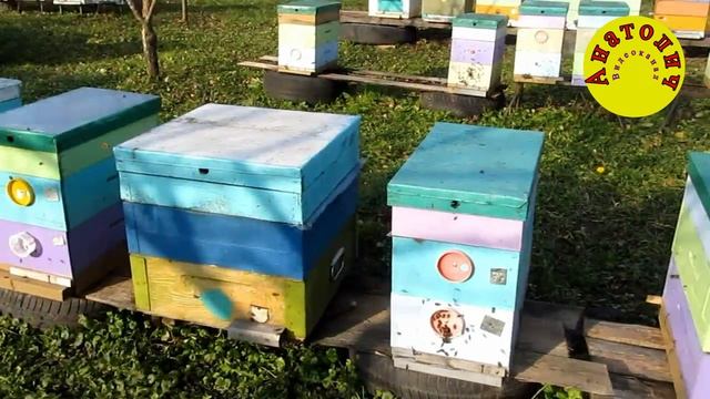 Пчелиный облёт в ноябре 13 года смотреть онлайн