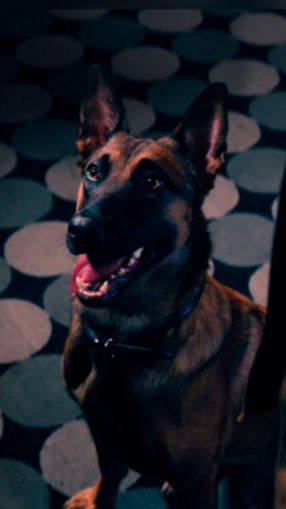 это эмоциональная поддержка смотреть онлайн