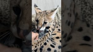 На какое животное похожа?