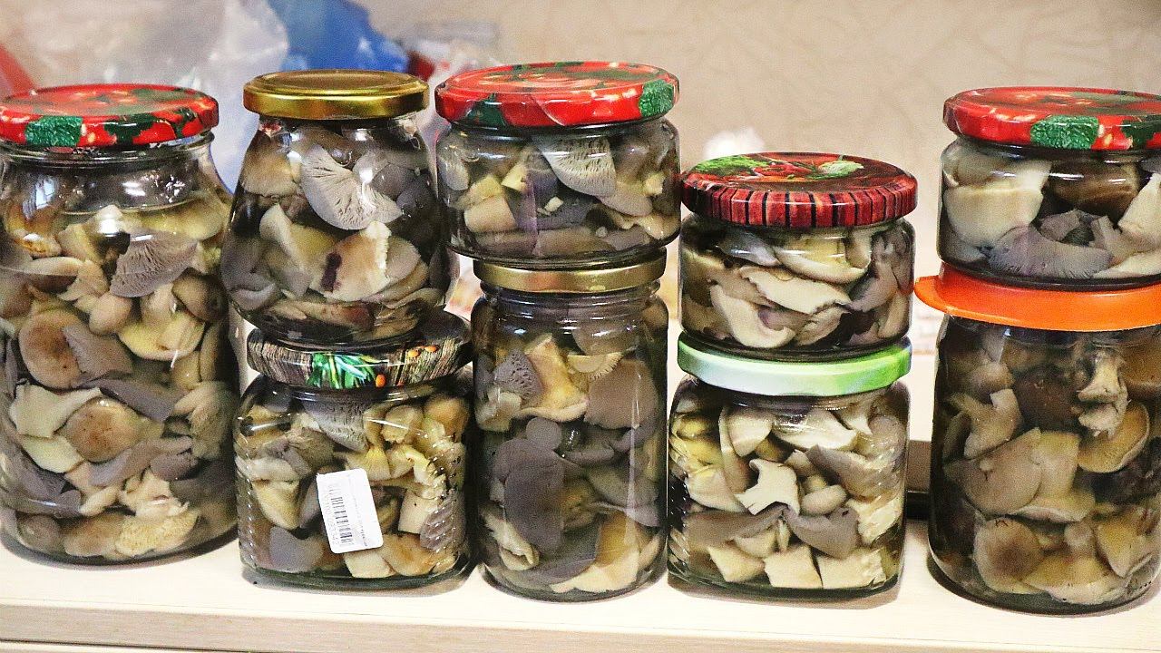 Рядовки по этому рецепту засолки получаются просто божественными! Как солить рядовки и осенние грибы смотреть онлайн