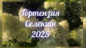 Селекшн гортензия метельчатая