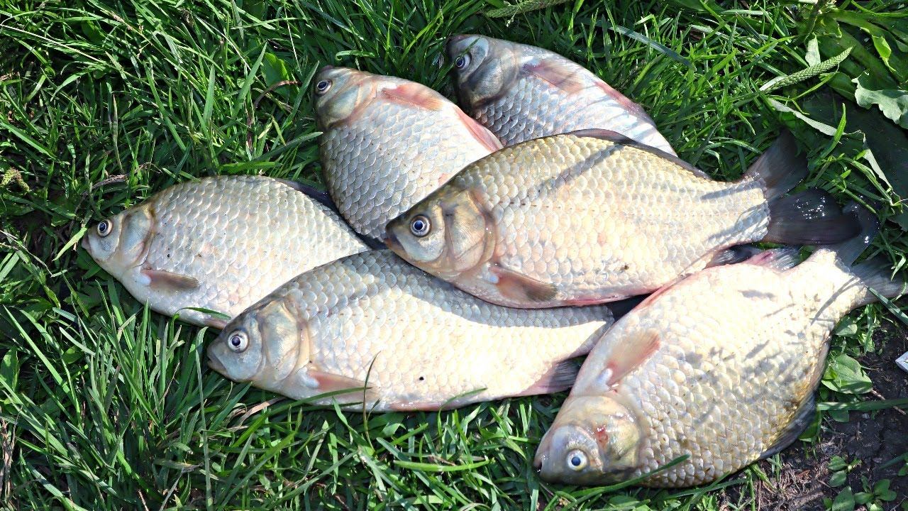 Эти секреты ловли карася в августе сентябре накопились за 20 лет моей ловли. Делюсь с вами бесплатно смотреть онлайн