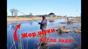 Как ловить щуку после схода льда? Жор щуки перед нерестом!