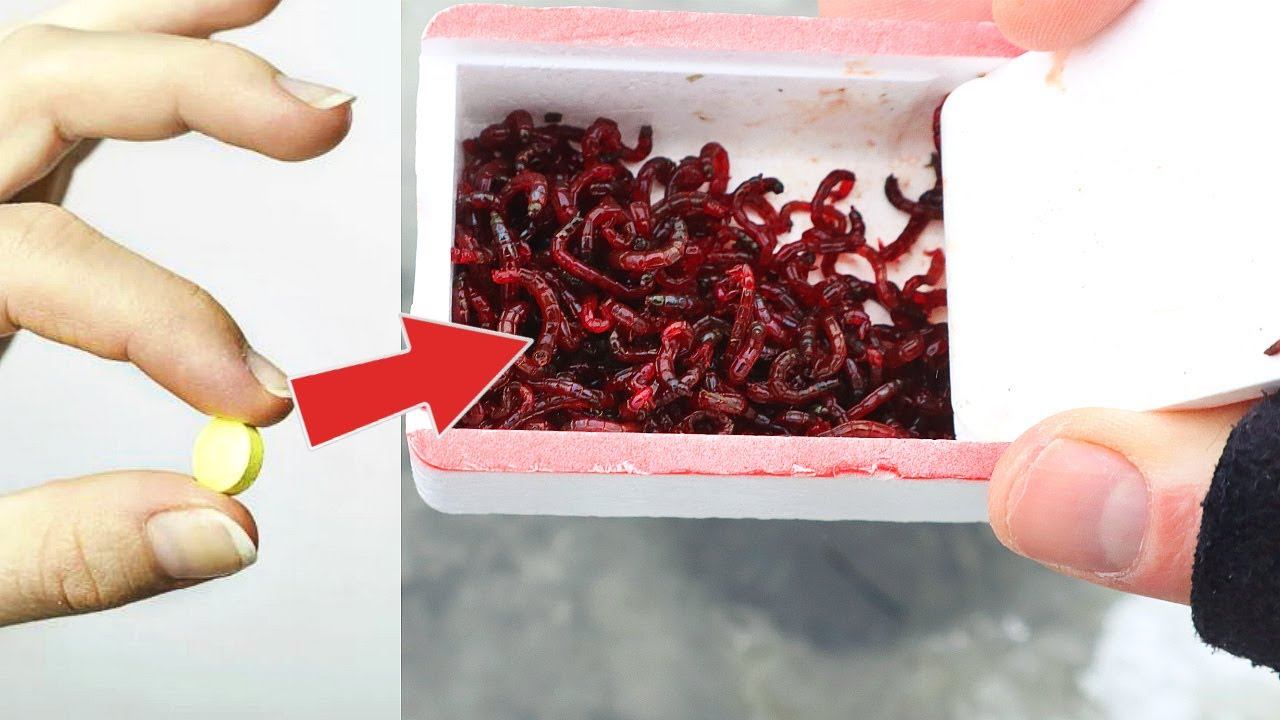 Мотыль становится резиновым после 1 такой таблетки! Хитрость придумал мой дед. смотреть онлайн