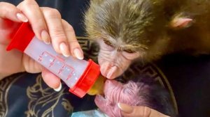 Анфиса В СТРЕССЕ! Она не может смериться, что Николь ТЕПЕРЬ КУШАЕТ ПЕРВАЯ!))