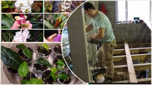 Не лезу на рожон. Побродим в комнате с орхидеями и цветами.