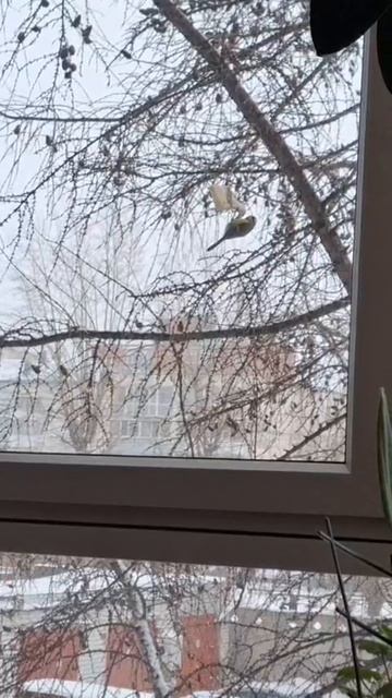 Зимняя трапеза 🐦синичка лакомится салом на ветке лиственницы #зима #декабрь #птица #синица #природа смотреть онлайн