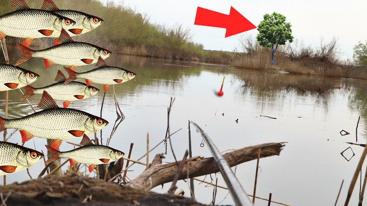 Определяю начало плотвиного жора по этому дереву весной. Всегда работает. Когда жор плотвы весной? смотреть онлайн