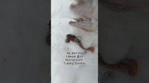 Зимняя охота за СУДАКАМИ #norstream #fishing #рыбалка #jackall