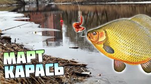 Как на что и где ловить карася в марте на поплавочную удочку и фидер? Карась весной в марте рыбалка!