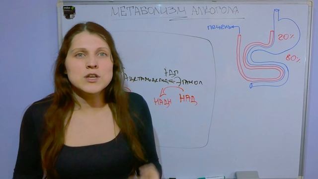 Как алкоголь уничтожает вашу печень и заставляет мозг смотреть онлайн