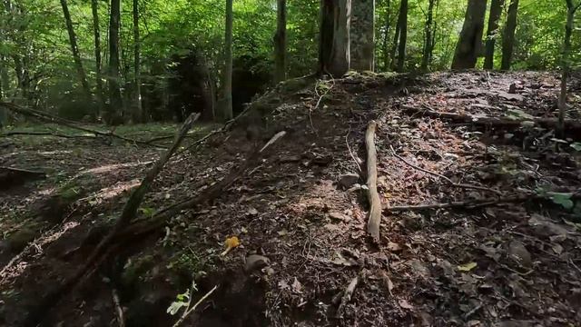 БЕЛЫЕ СЕТЧАТЫЕ (ДУБОВЫЕ), ГРАБОВИКИ и МОРДАТЫЕ ЛИСИЧКИ смотреть онлайн