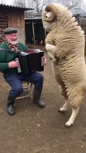 Баран смотреть онлайн