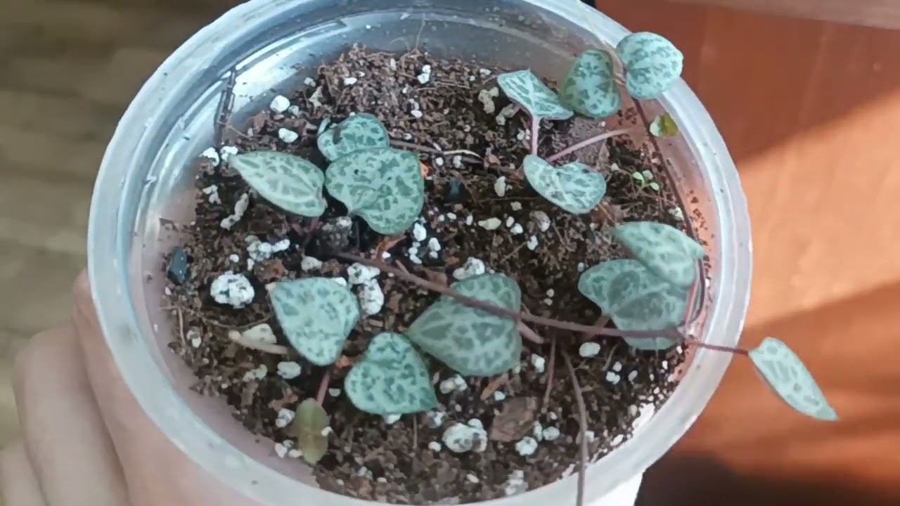 Церопегии. Первый этап, виды, ошибки и уход. смотреть онлайн