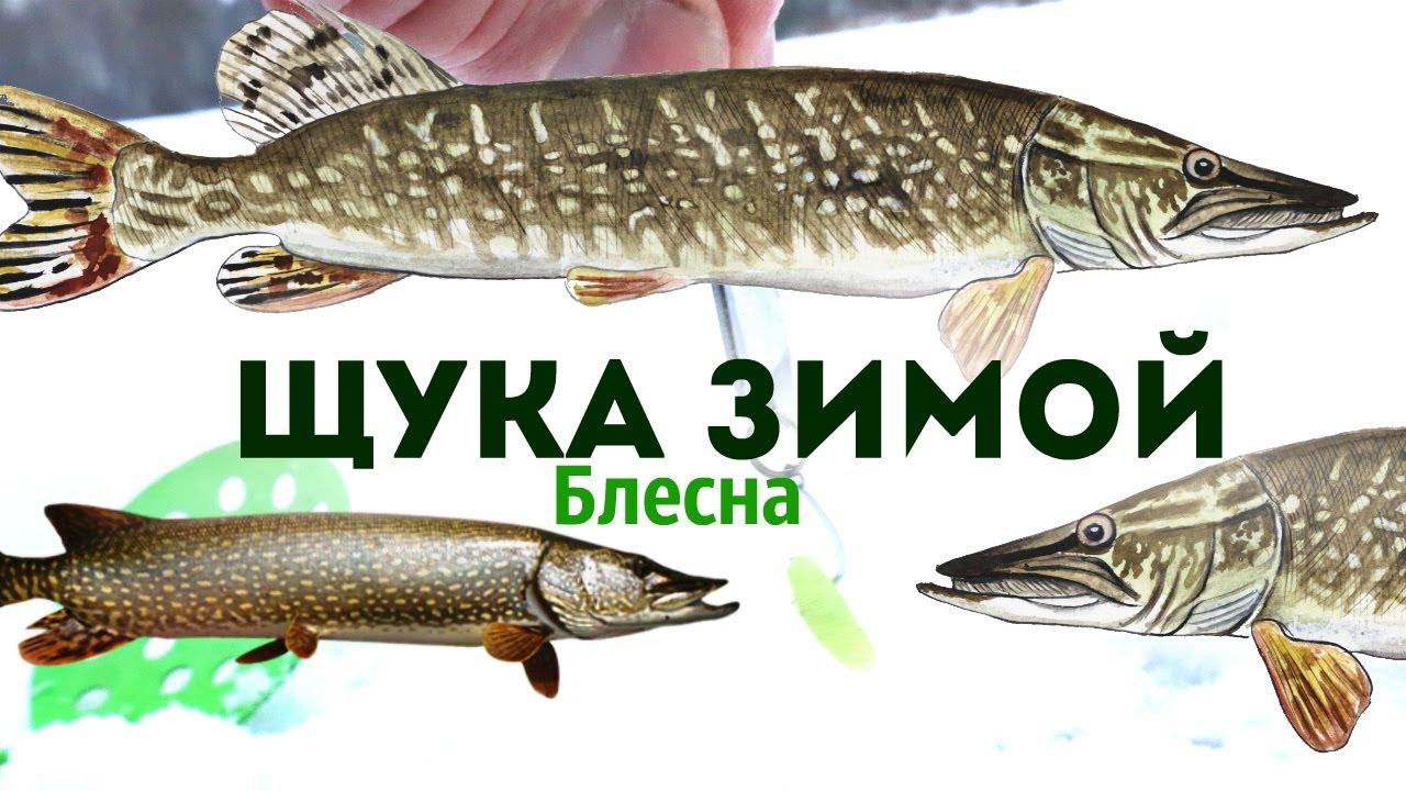 Ловлю щуку на блесну зимой немного по другому. Всегда с уловом. Как ловить щуку зимой на блесну? смотреть онлайн