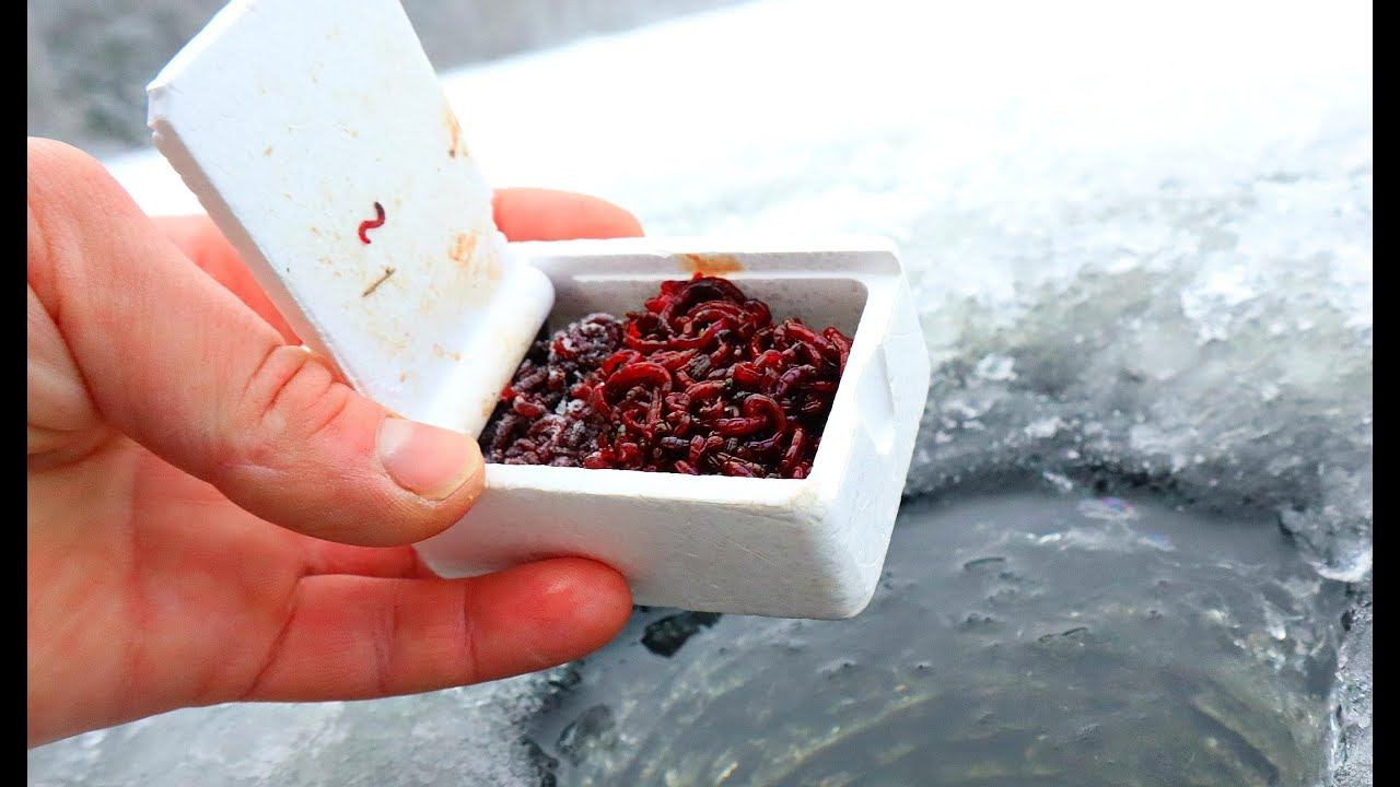 Как хранить мотыля долго в домашних условиях? 4 способа хранить мотыля больше 1 месяца. смотреть онлайн