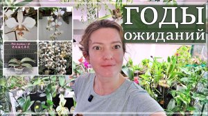 Какие Планы на ОРХИДИУМ? Обзор - Орхидеи, ЛИМОН, Хойи и ФЛАСКИ, которые давно ПРЯТАЛА.