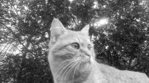 Чёрно-белые коты