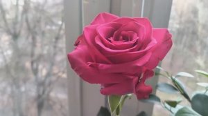 Самая красивая роза