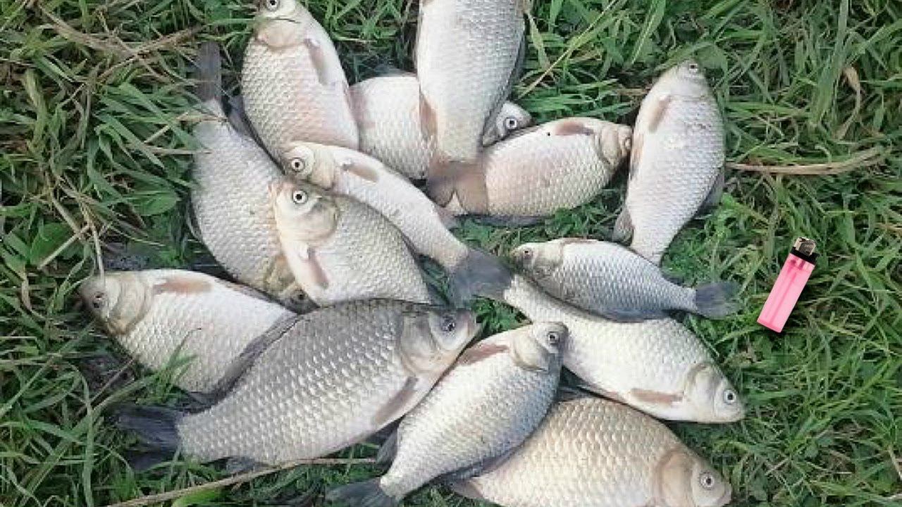 Я один из немногих кто ловит карася осенью по многу. Как ловить карася в ноябре октябре и сентябре? смотреть онлайн