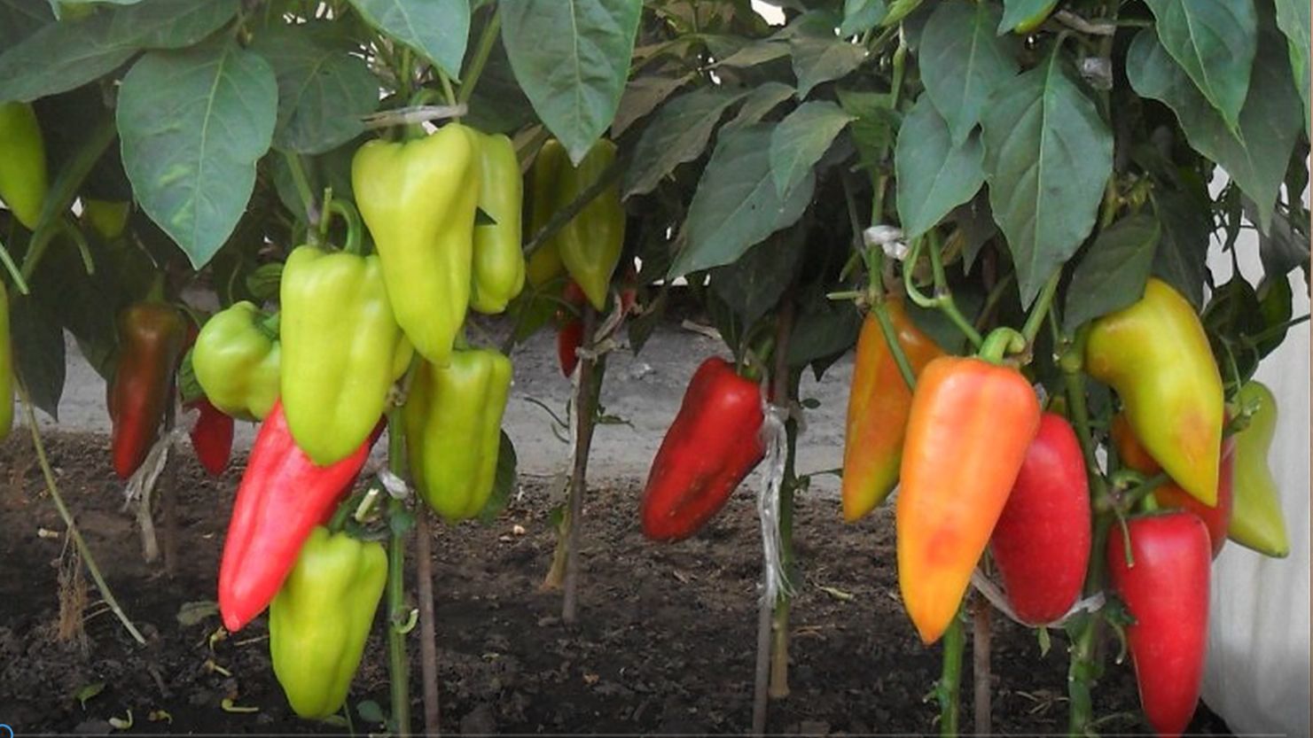 О сортах перцев смотреть онлайн