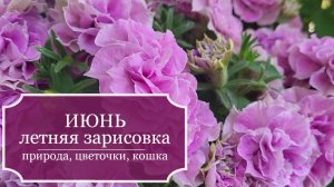 Летняя зарисовка для хорошего настроения - ИЮНЬ - природа вокруг и цветы на веранде