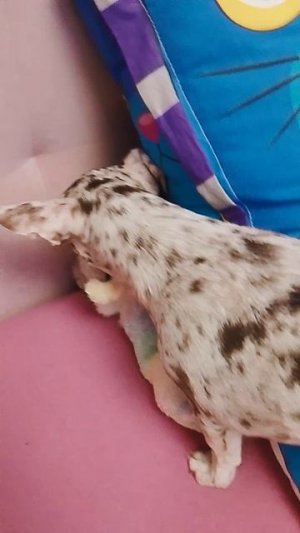 собачка деня у меня на кровати 1 часть