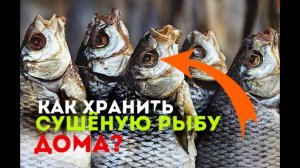 Как хранить сушёную рыбу в домашних условиях?