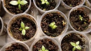 Все про эустому 🌺🌿😍